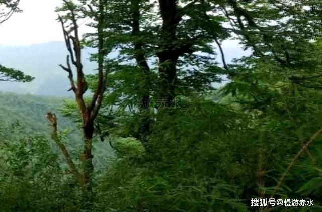 为什么会得皮炎？